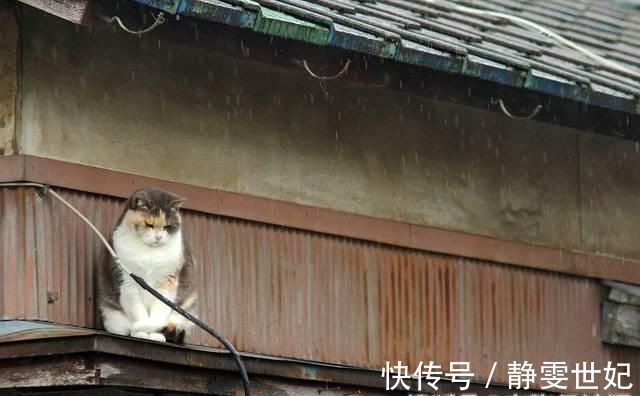 最后的诗句@一生写诗2万余首的诗人,28字写小雨,最后7个字乃是一句妙语