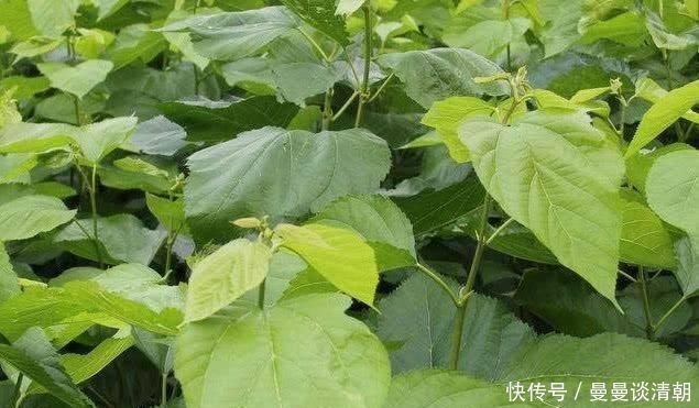 降血脂|血脂高了不用慌,多吃这几种食物,清理血管垃圾,血脂乖乖降