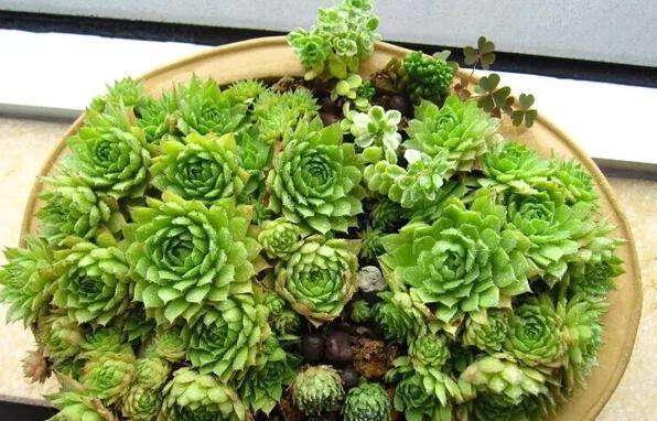 高温天气养观音莲，3个小技巧，侧芽不断长，1个月就爆满盆