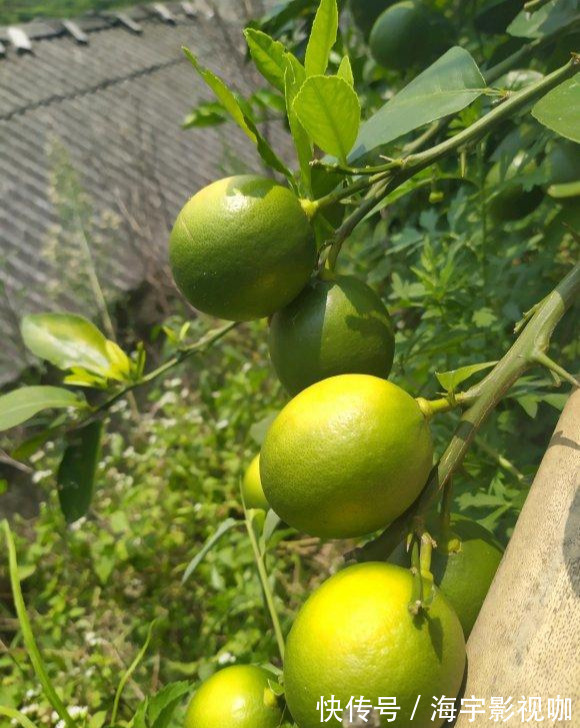 挂果|家里养盆“杀菌”花，精神轻松又清香，老中医经常养，错不了