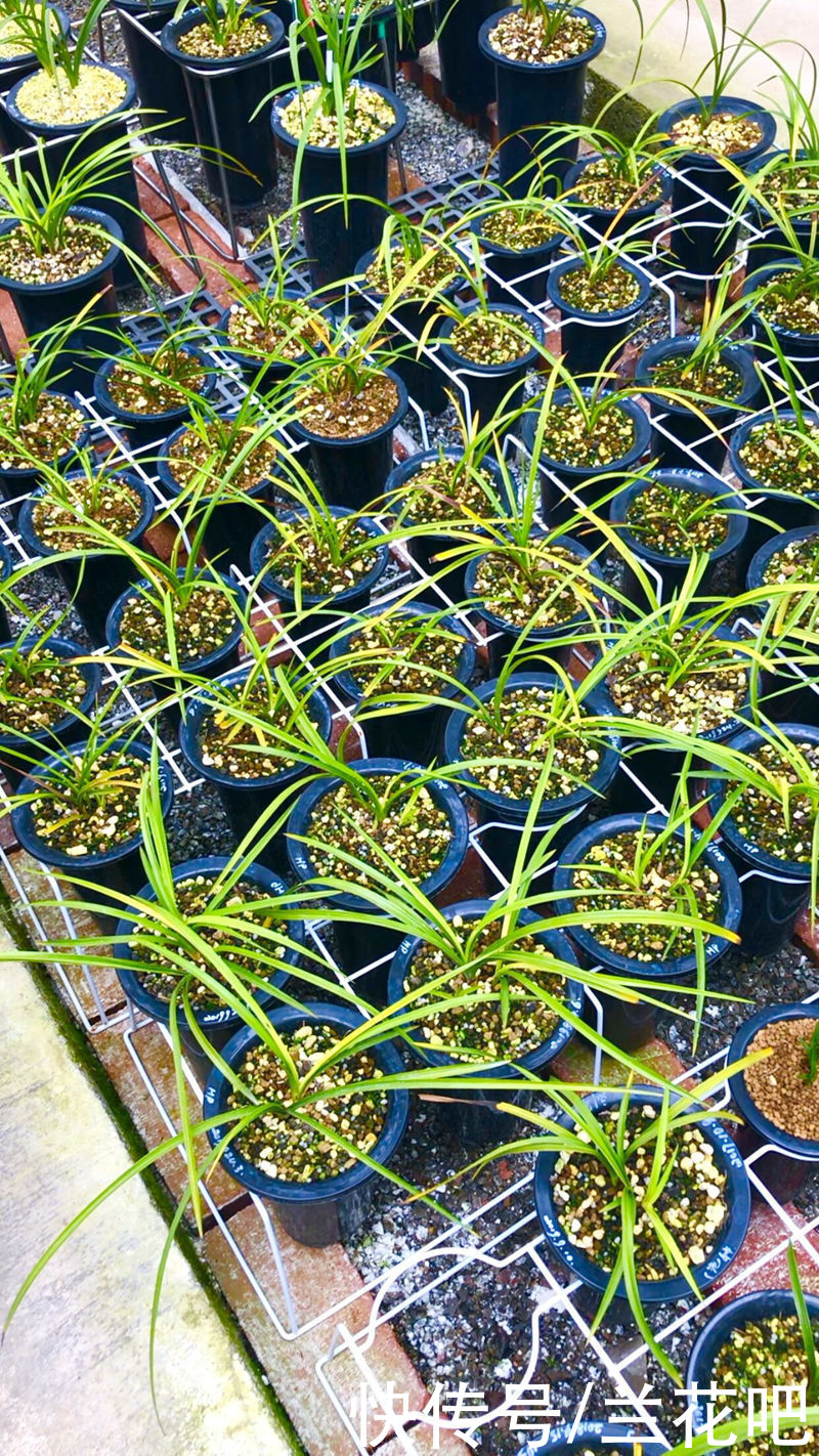 兰友|业余养兰中的用光误区,2方面去扭正,清楚兰花对光的需求