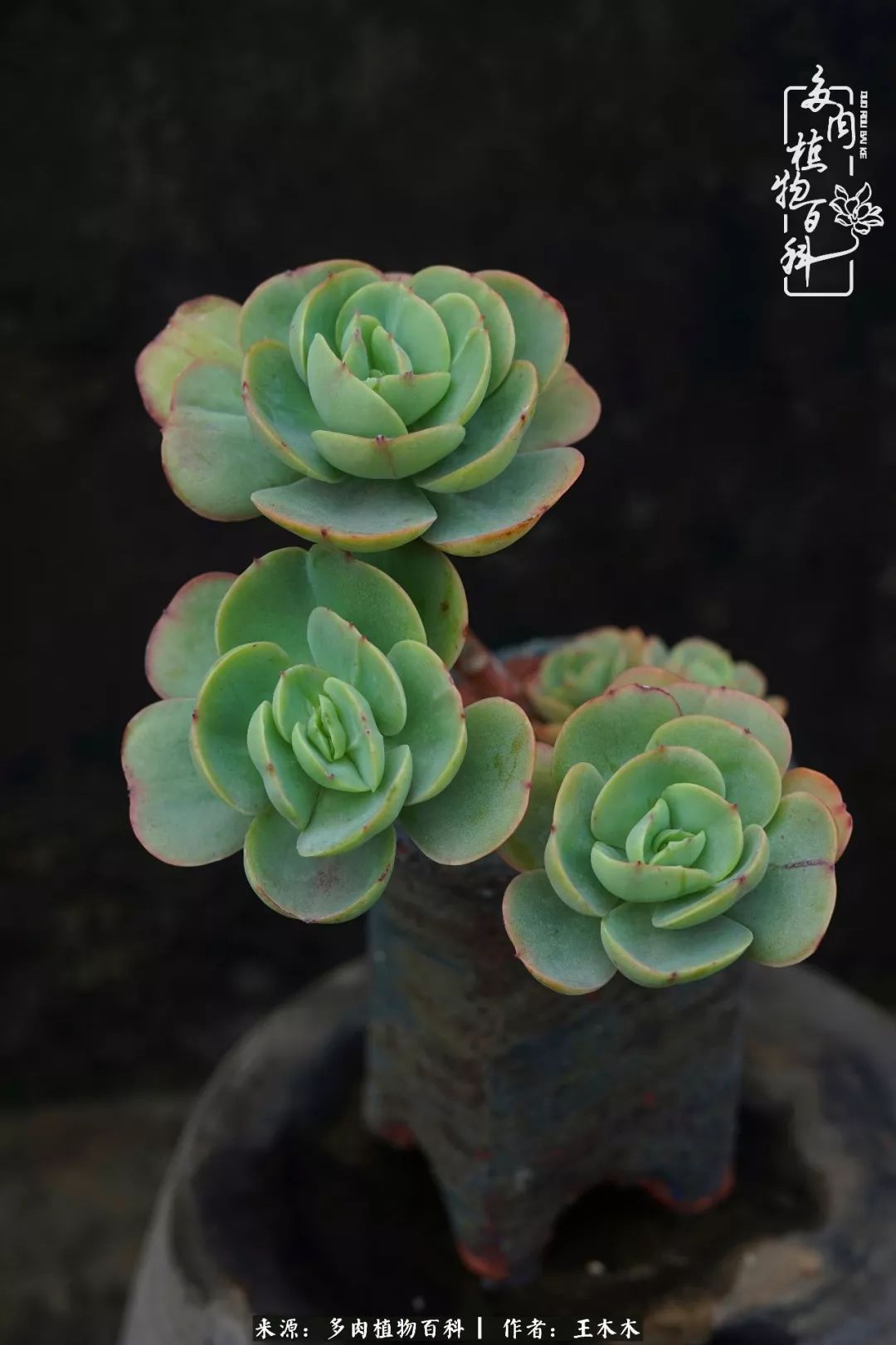 爱上多肉的第三个年头回看励志对比图,感悟岁月静好!