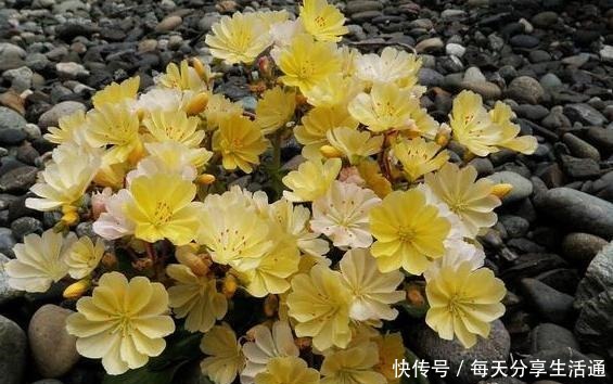 养多肉当选露薇花,好看好养爱开花,带回家盆栽记住7点就够了!