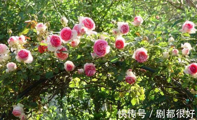 爬藤植物|花开一面墙,花落一路香,一棵爬藤植物的花海