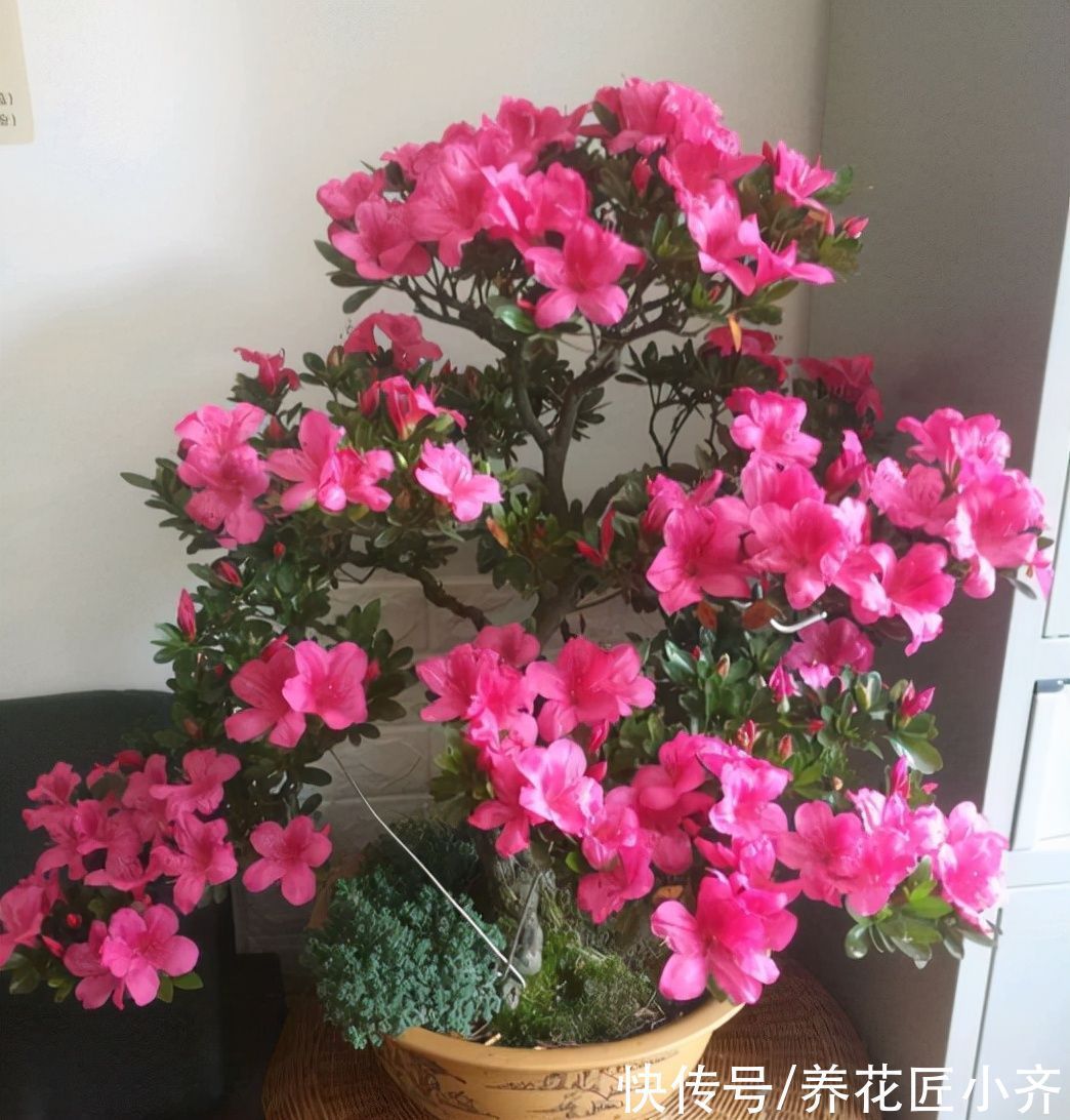 养花不要认为很难,只要记住“五个字”,养啥都能养好