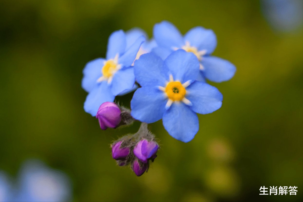 4月底 天赐桃花运 月老来帮忙 3生肖邂逅爱情 旧情人回心转意 粉紫色