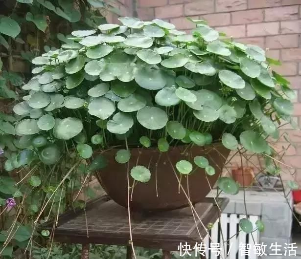 吊兰|自制花肥太臭了，盆里直接扔几粒“它”，绿萝吊兰能长疯