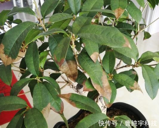 南方烂大街的花,北方咋养都不活,“水土不服”太严重