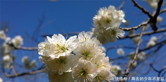 果实|唐诗里的樱花与樱桃花9则赏读，樱桃昨夜开如雪，樱花永巷垂杨岸