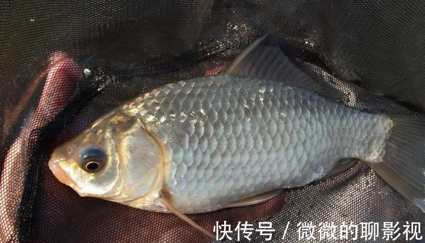 学会四钓四不钓，钓鲫鱼，易如反掌