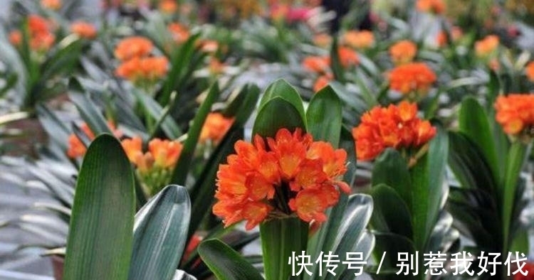 养花就养几种花,旺财又养人,吉祥富贵,红红火火好运来!