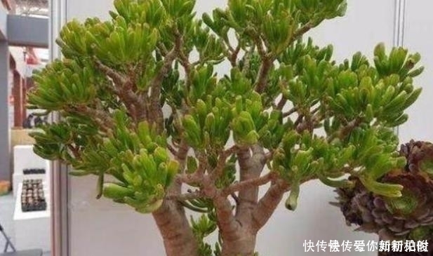 宅招财|居家养花不需要太多,养这3款多肉,不仅颜值高,而且可镇宅招财