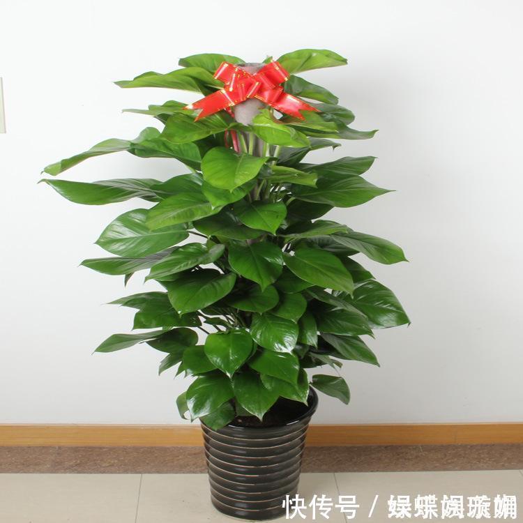 散尾葵|客厅养花别乱养,选5种花,好养好看,高端大气上档次