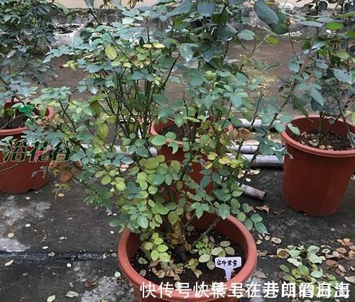 天冷|天冷了,15种漂亮花喜欢“大太阳”,多晒长得壮,花更多