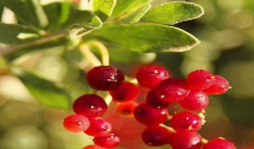 李医师|年轻人想气色好，多吃的食物，祛皱美容，排毒消脂，更显年轻