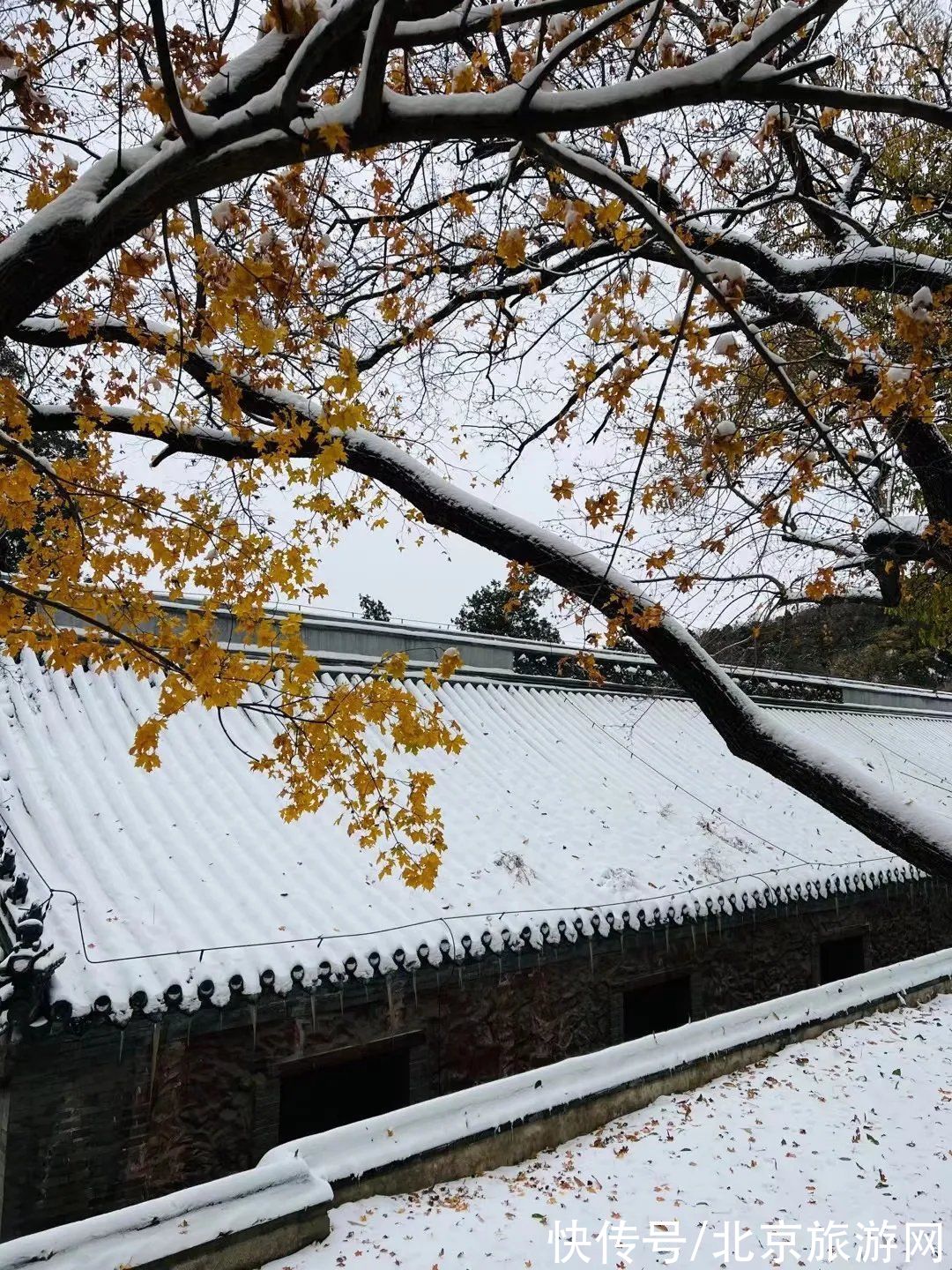 第一场雪|门城一夜雪，万山披银装！