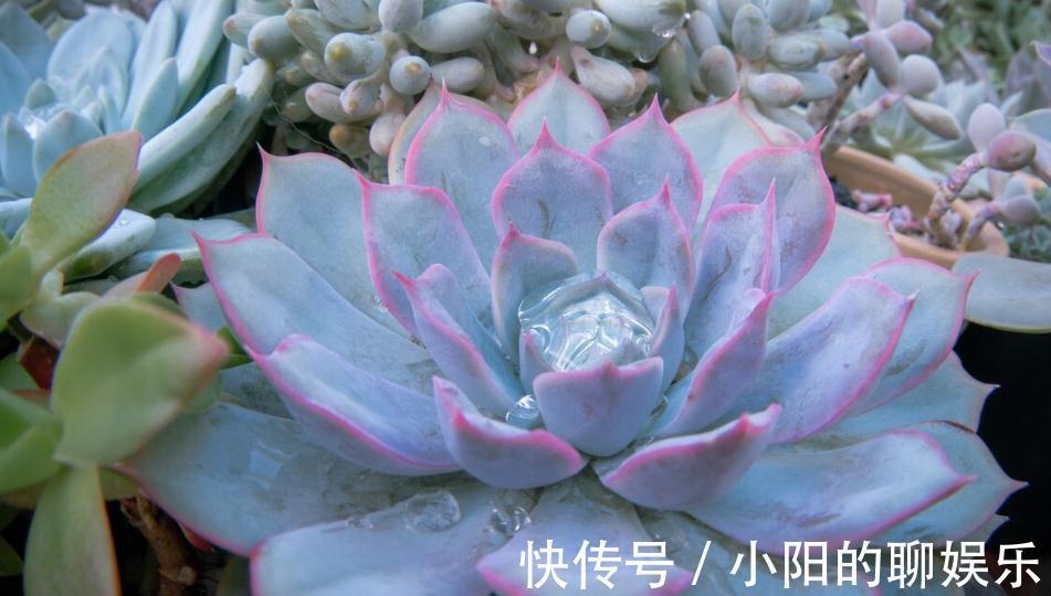 多肉用土有讲究,了解主要参数,什么样的土好,自然心中有数