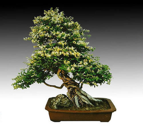 叶色|几种对身体好的植物，在家里养一盆，身体健康！