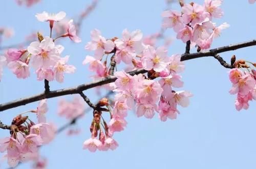 “史上最早”樱花季来了?梅花表示不爽:我还没红够呢