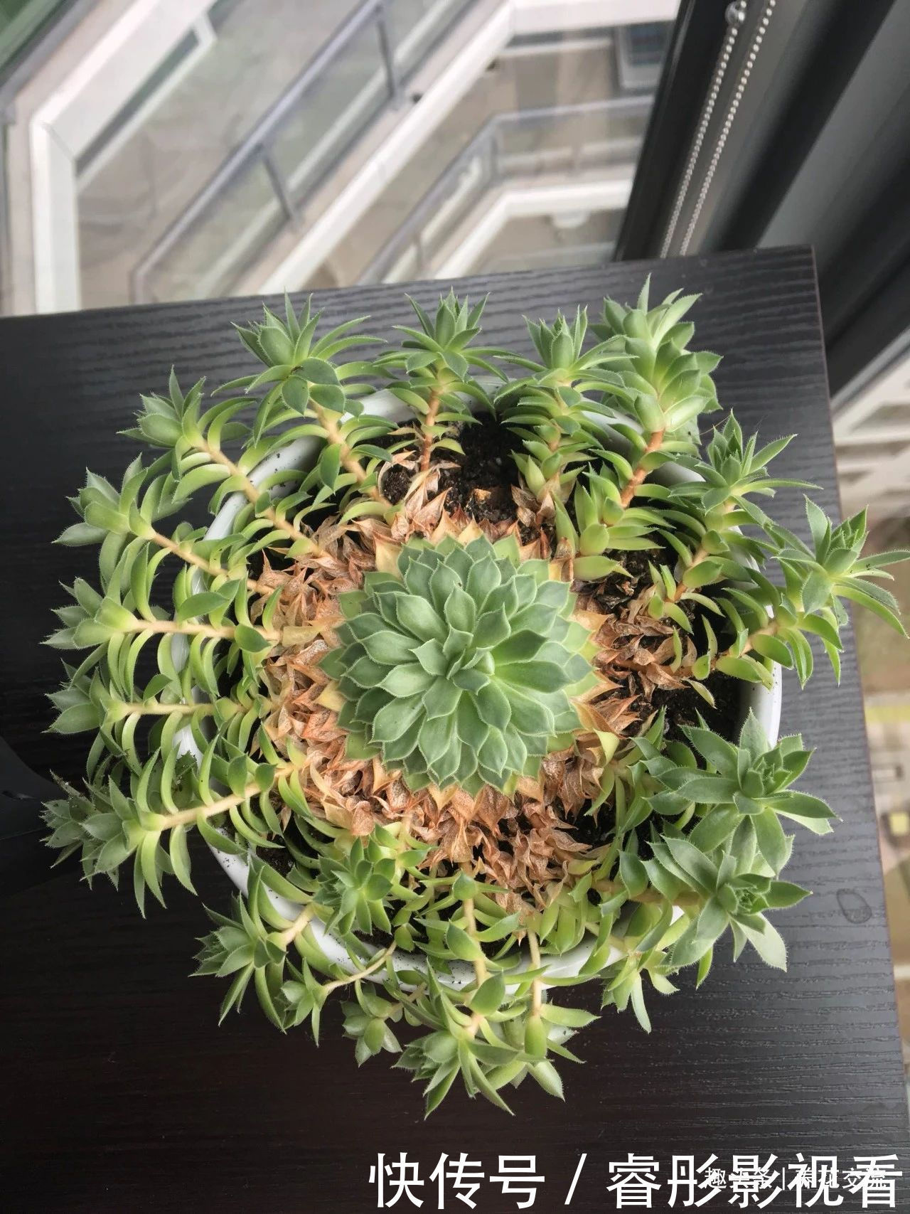 常年“爆崽”的长生草多肉,原来是开完花就挂,你能将它养好么?