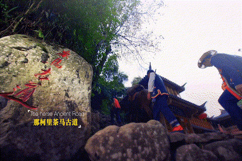 普洱市 普洱:“象”见恨晚的地方