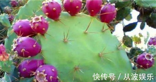 延缓衰老|对身体最好的3种食物,排毒消脂,延缓衰老,促进睡眠