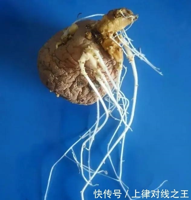 土豆|土豆发芽有多恐怖!26张照片告诉你,它才是这个星球最神奇生物