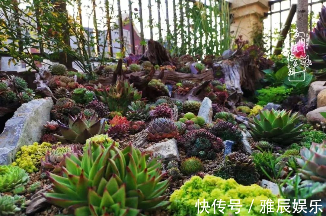 框子|这多肉拼盘这么仙!如何制作达人手把手教你制作长生草拼盘!