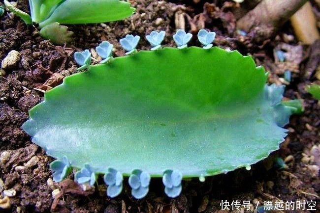 春天养“3种花”，叶子扔盆里，10天生根、发芽，养好能开花