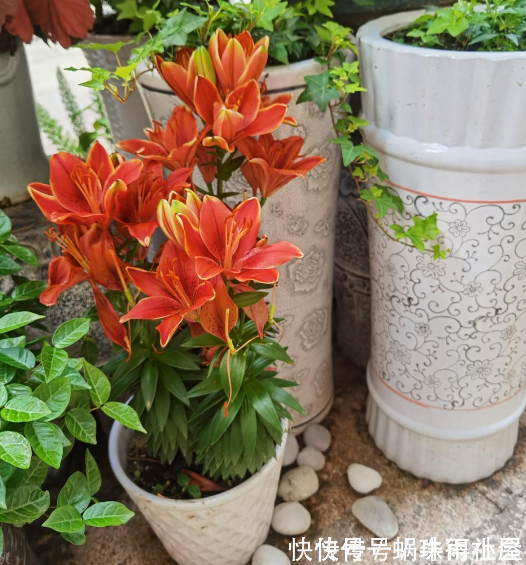 君子兰|30℃以上,10种花就先别养了,买一盆死一盆,别怪我没提醒你