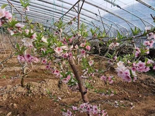 新春走基层:近郊游玩受欢迎