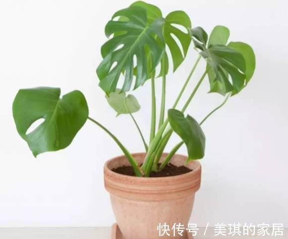 尼古丁|家里养这4种植物，被誉为“天然净化器”，“霸气”护宅