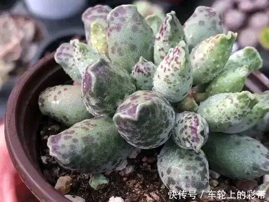 吊兰长满小金鱼，养上5年，越养越上瘾！