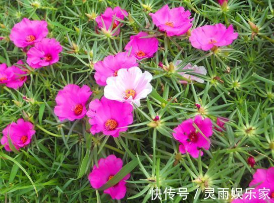 适合新手养的几种花,好活易爆盆,开花美长势旺