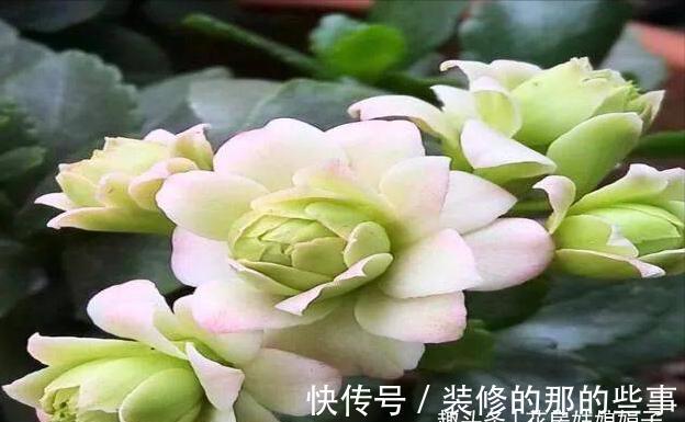 长寿花轻轻一碰就掉叶子,是这几个方面的情况造成的,要及时处理