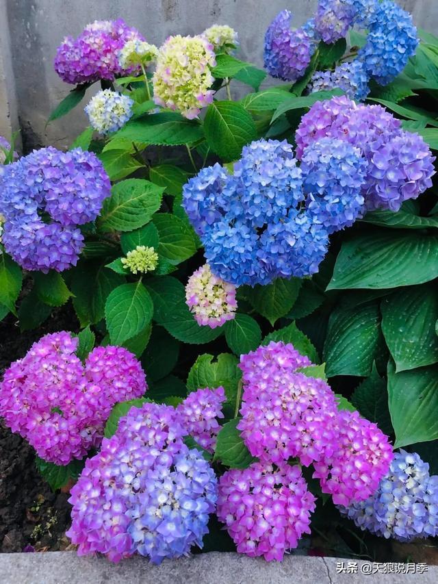 圆滚滚的绣球,瀑布般的花墙,这届花友也太会种花了吧