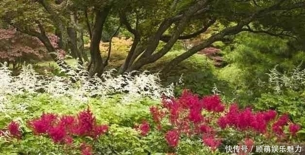 叶片上长满斑块的红边椒草,比圆叶椒草好看几倍