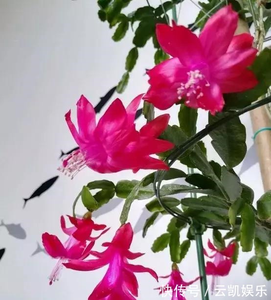 营养土|3种花现在扦插超容易,1周就能生根发芽!1个月后变养花大户!