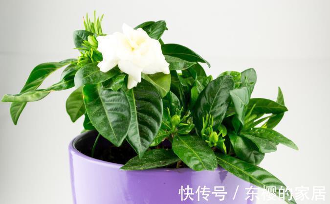 根系|花草换盆旺季来临，学会“三看三观察”，换盆就是小菜一碟