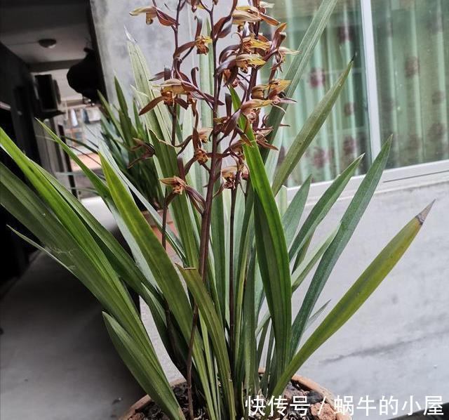 养分|5种漂亮花，九月“睡醒了”，施肥催花快下手，下个月开爆棚