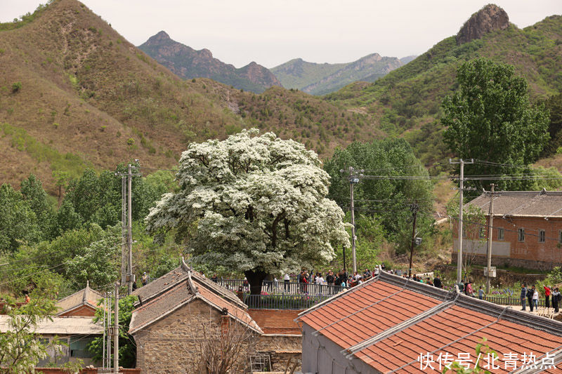 头条|北京580岁“流苏王”迎盛花期 本周末3000人余赴苏家峪赏花