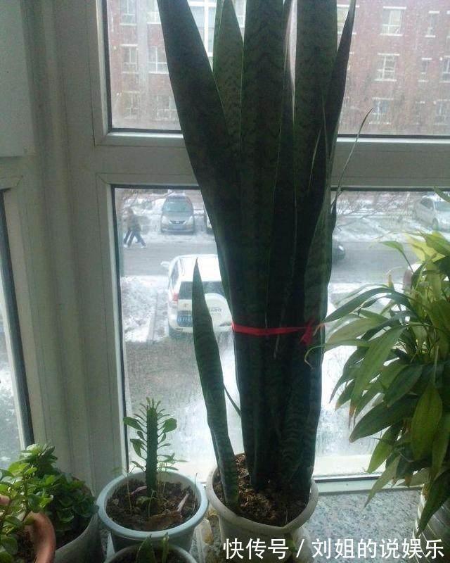 盆里加点这个，虎皮兰花盆撑到爆，呼呼窜到2米高