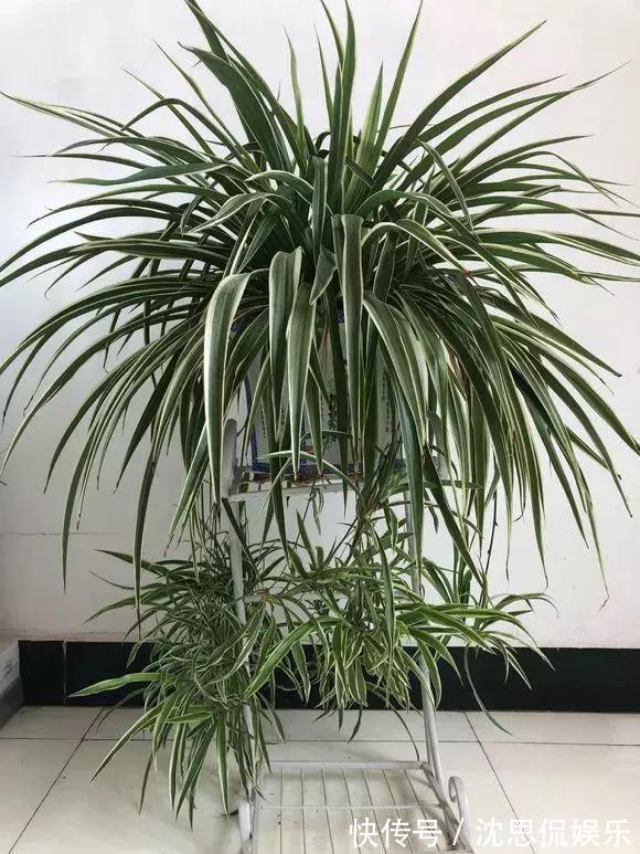 4种养花“神仙水”，夏天高温也能用，不烧苗，花儿长得旺！