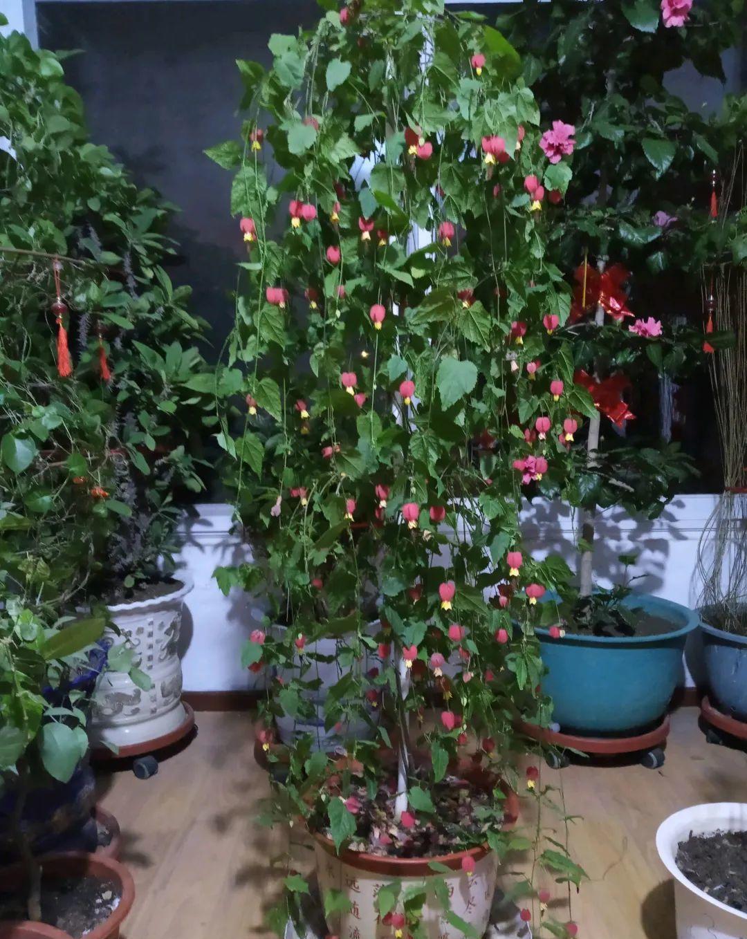 家里养盆蔓性风铃花,掌握4点养护技巧,全年花开不间断!