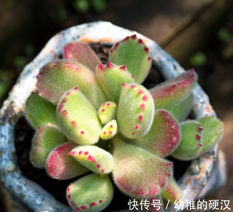 这20种多肉，阳台比例一定要控制，会被熏得难受，太臭了