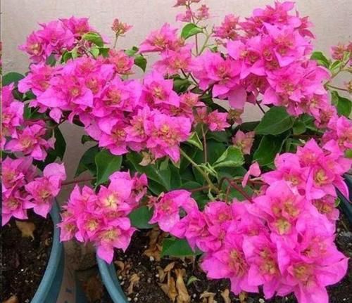 三角梅不开花怎么办？学会3个促花“技巧”，花芽长满枝