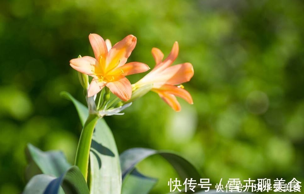 花期|“春不出,夏不晒,秋不干,冬不湿”,君子兰的四季莳养