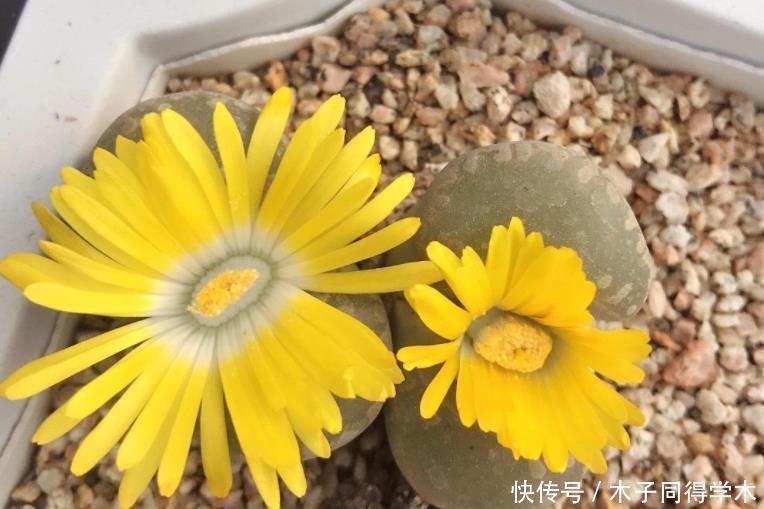 一般人|5种一般人养不活的多肉,入坑前要做“功课”,不然养一盆死一盆