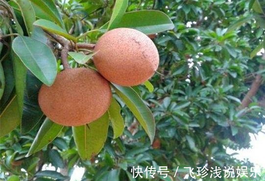 追肥|人心果延长寿命、美容养颜、果农掌握种植要点,收获高产的人心果