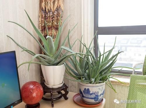 太省心的花，1个月浇一次就行，叶子长的还超旺盛！